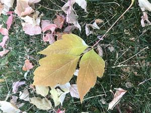 leaf